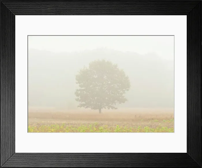 Framed Print : Oak tree in fog St. Joseph's Island, Ontario, Canada Framed Print : Oak tree in fog St. Joseph's Island, Ontario, Canada
