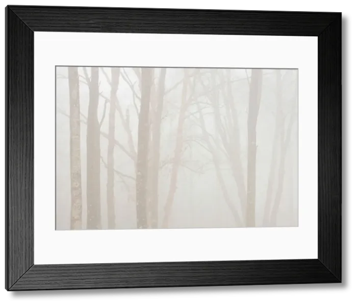 Framed Print : Hardwood trees in heavy fog Lake Superior Provincial Park, Ontario, Canada Framed Print : Hardwood trees in heavy fog Lake Superior Provincial Park, Ontario, Canada