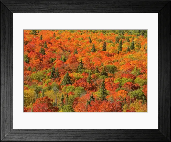 Framed Print : Mixedwood forest of evergreen and maple trees in autumn color. Montreal River hill. North Shore of Lake Superior, just south of Lake Superior Provincial Park, Ontario, Canada North Shore of Lake Superior, just south of Lake Superior Provincial Park