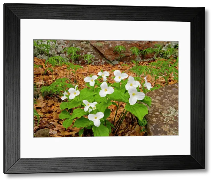 Framed Print : Large-flowered trillium (Trillium grandiflorum); Ontario's floral emblem Rosseau, Ontario, Canada Framed Print : Large-flowered trillium (Trillium grandiflorum); Ontario's floral emblem Rosseau, Ontario, Canada
