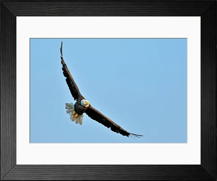 Framed Print : Bald Eagle (Haliaeetus leucocephalus) in flight Ear Falls, Ontario, Canada Framed Print : Bald Eagle (Haliaeetus leucocephalus) in flight Ear Falls, Ontario, Canada