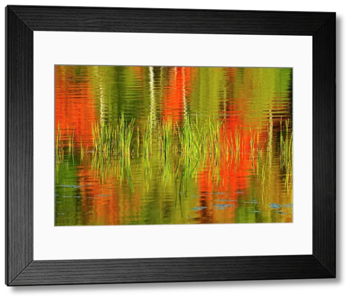 Framed Print : Cattails with birch trees and autumn colored maples reflected in a lake Baysville, Ontario, Canada Framed Print : Cattails with birch trees and autumn colored maples reflected in a lake Baysville, Ontario, Canada