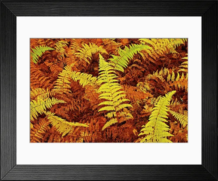 Framed Print : Wood ferns in autumn Baysville, Ontario, Canada Framed Print : Wood ferns in autumn Baysville, Ontario, Canada