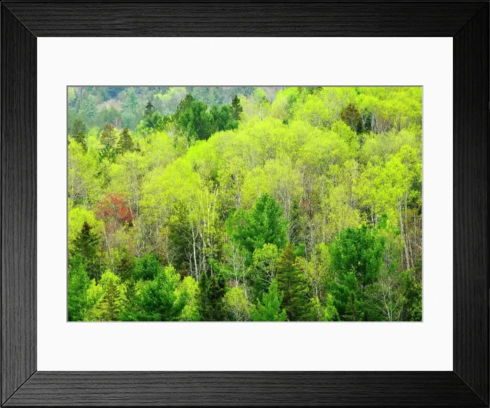 Framed Print : Mixedwood forest in spring foliage Rosseau, Ontario, Canada Framed Print : Mixedwood forest in spring foliage Rosseau, Ontario, Canada