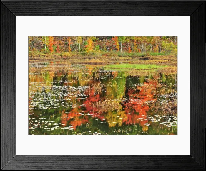 Framed Print : Reflection of autumn colored trees in pond Minden, Ontario, Canada Framed Print : Reflection of autumn colored trees in pond Minden, Ontario, Canada