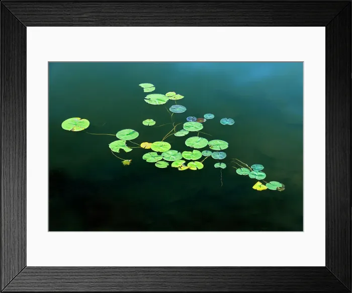 Framed Print : Water lily pads in Middle Lake Kenora, Ontario, Canada Framed Print : Water lily pads in Middle Lake Kenora, Ontario, Canada