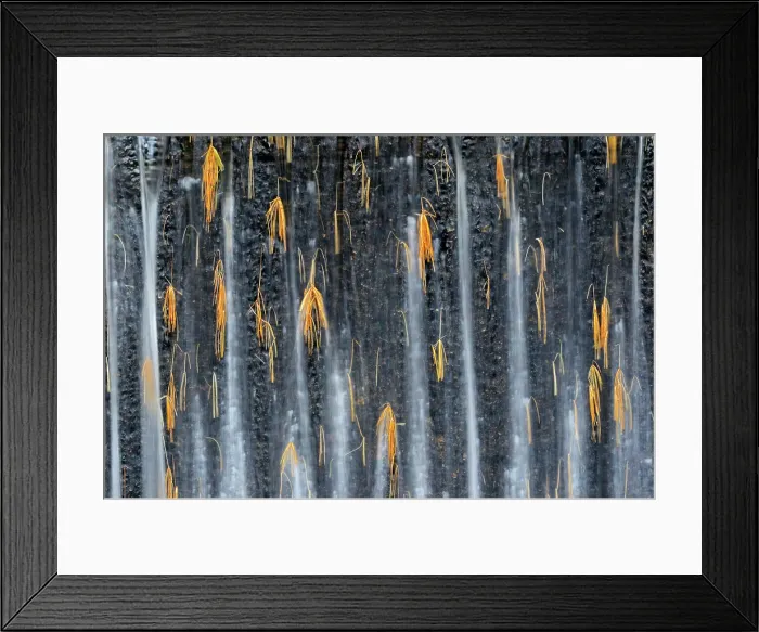 Framed Print : White pine needles caught in weir on Dryberry Creek Near Sioux Narrows, Ontario, Canada Framed Print : White pine needles caught in weir on Dryberry Creek Near Sioux Narrows, Ontario, Canada