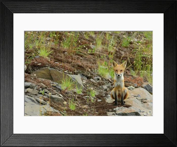Framed Print : The red fox, Vulpes vulpes Killarney Provincial Park, Ontario, Canada