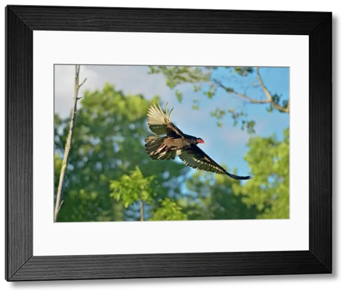 Framed Print : Turkey vulture in flight - Cathartes aura Sioux Narrows, Ontario, Canada Framed Print : Turkey vulture in flight - Cathartes aura Sioux Narrows, Ontario, Canada