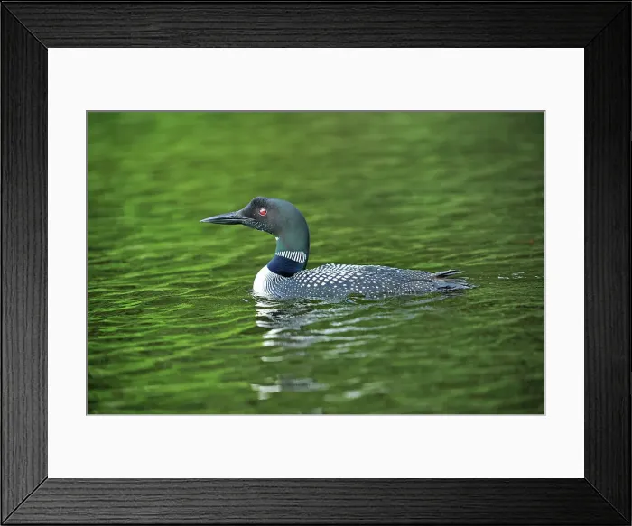Framed Print : Great northern or common loon Gavia immer on Cassels Lake Temagami, Ontario, Canada Framed Print : Great northern or common loon Gavia immer on Cassels Lake Temagami, Ontario, Canada