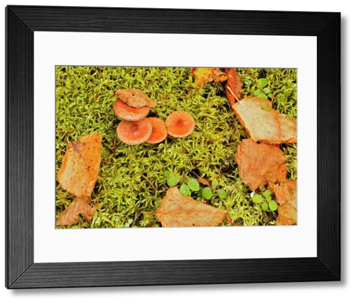 Framed Print : Mushrooms, moss and autumn leaves Ear Falls, Ontario, Canada Framed Print : Mushrooms, moss and autumn leaves Ear Falls, Ontario, Canada