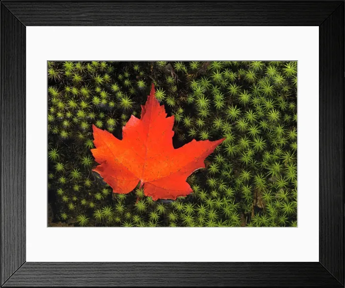Framed Print : Red maple leaf (Acer rubrum) on hair cap moss (Polytrichum commune) Killarney Provincial Park, Ontario, Canada Framed Print : Red maple leaf (Acer rubrum) on hair cap moss (Polytrichum commune) Killarney Provincial Park, Ontario, Canada