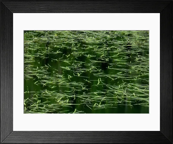 Framed Print : Pattern of aquatic vegetation in wetland North of Sioux Lookout, Ontario, Canada Framed Print : Pattern of aquatic vegetation in wetland North of Sioux Lookout, Ontario, Canada