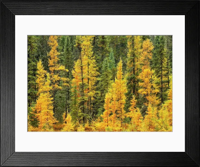 Framed Print : Larches & black spruce in autumn near Ignace, Ontario, Canada Framed Print : Larches & black spruce in autumn near Ignace, Ontario, Canada