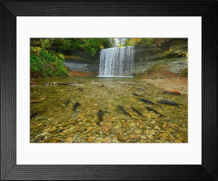 Framed Print : Salmon spawning. Kagawong River at Bridal Veil Falls in Kagawong. Manitoulin Island, Ontario, Canada Framed Print : Salmon spawning. Kagawong River at Bridal Veil Falls in Kagawong. Manitoulin Island, Ontario, Canada