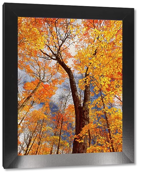 Sugar maple forest in autumn Fairbank Provincial Park, Ontario, Canada