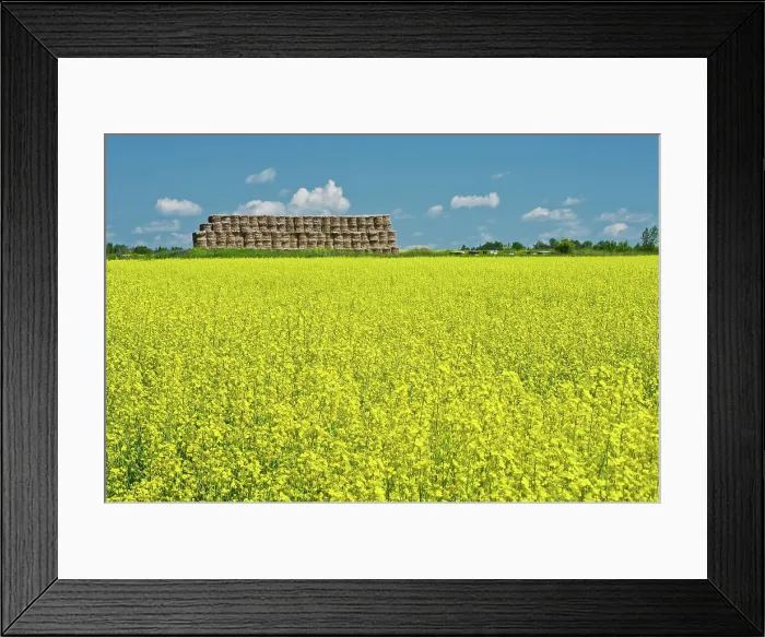Framed Print : bales and canola crop in bloom near New Liskeard, Ontario, Canada Framed Print : bales and canola crop in bloom near New Liskeard, Ontario, Canada