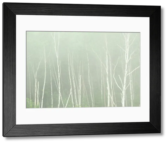 Framed Print : White birch trees (Betula papyrifera) in fog Rossport, Ontario, Canada Framed Print : White birch trees (Betula papyrifera) in fog Rossport, Ontario, Canada