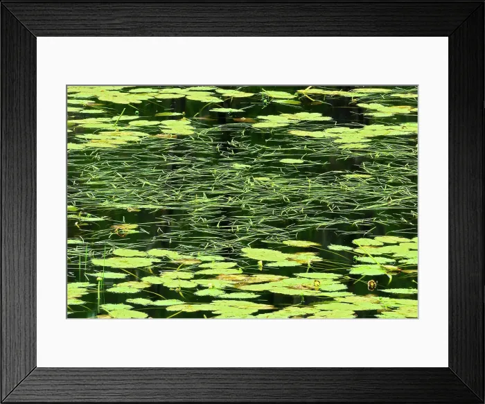 Framed Print : Pattern of aquatic vegetation in wetland North of Sioux Lookout, Ontario, Canada