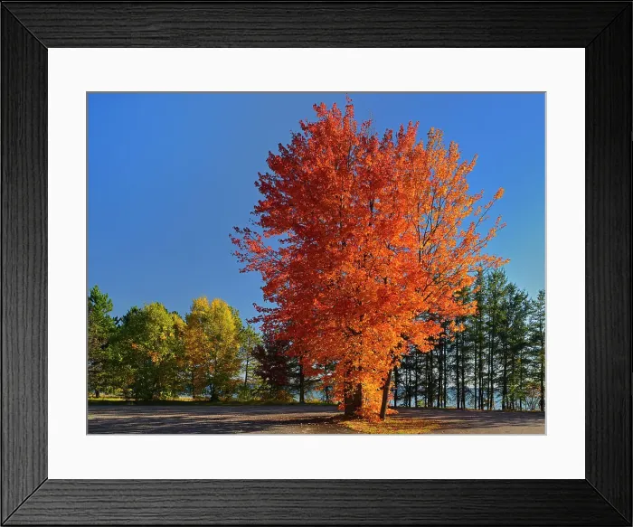 Framed Print : Sugar Maple tree in autumn color Batchewana Bay Provincial Park, Ontario, Canada Framed Print : Sugar Maple tree in autumn color Batchewana Bay Provincial Park, Ontario, Canada