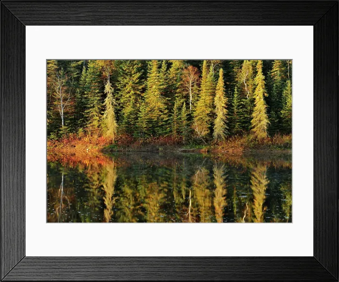 Framed Print : Morning light on shoreline trees of creek Near Kakabeka Falls, Ontario, Canada Framed Print : Morning light on shoreline trees of creek Near Kakabeka Falls, Ontario, Canada