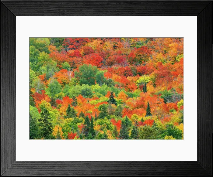 Framed Print : hillside of mixedwood forest in blazing autumn colors Mississagi Provincial Park, Ontario, Canada Framed Print : hillside of mixedwood forest in blazing autumn colors Mississagi Provincial Park, Ontario, Canada