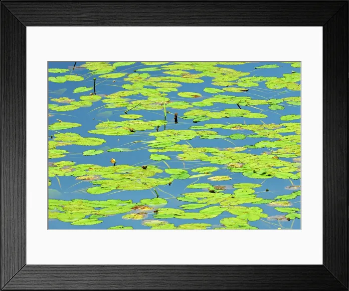 Framed Print : Water lilies North of Sioux Lookout, Ontario, Canada Framed Print : Water lilies North of Sioux Lookout, Ontario, Canada