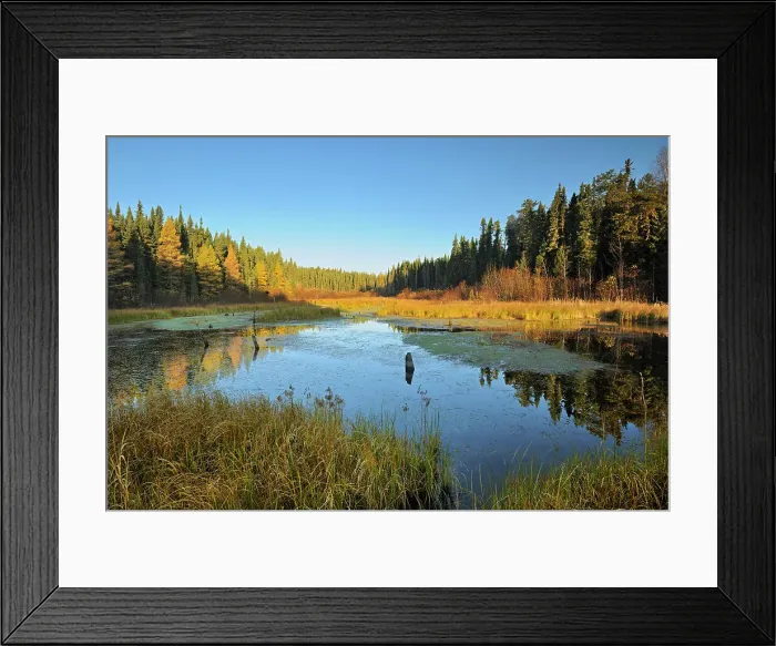 Framed Print : Morning light on a wetland Ear Falls, Ontario, Canada Framed Print : Morning light on a wetland Ear Falls, Ontario, Canada