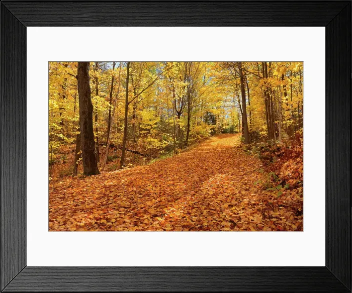 Framed Print : Country road covered with autumn leaves Fairbanks Provincial Park, Ontario, Canada Framed Print : Country road covered with autumn leaves Fairbanks Provincial Park, Ontario, Canada