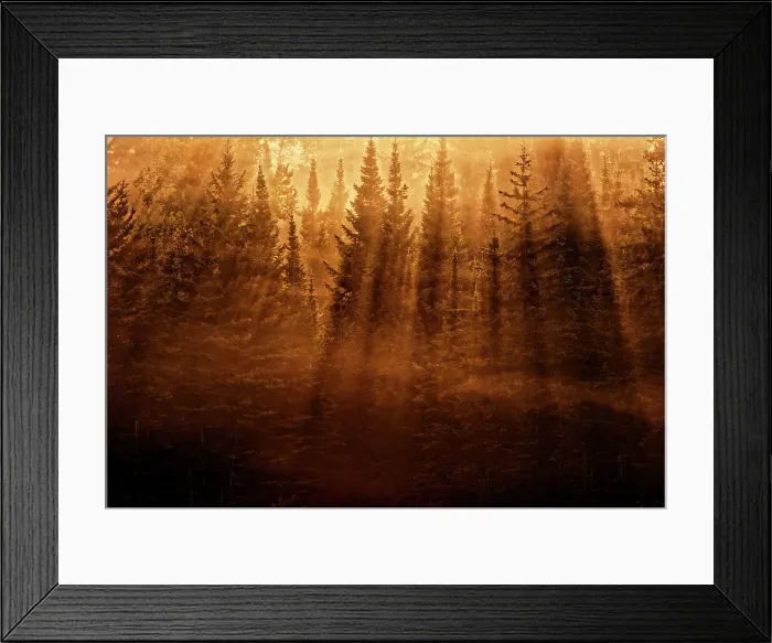 Framed Print : Trees backlit from morning sun throwing strong shadows Kenora, Ontario, Canada Framed Print : Trees backlit from morning sun throwing strong shadows Kenora, Ontario, Canada