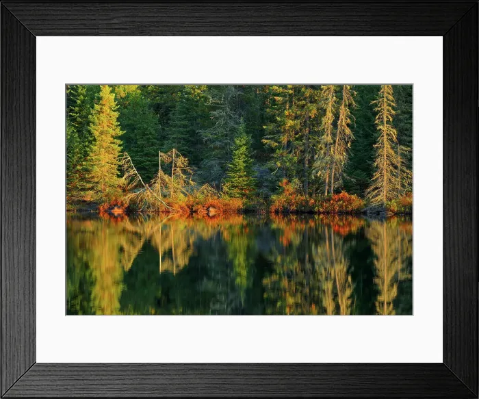 Framed Print : Shoreline along Isabel Lake Kenora, Ontario, Canada Framed Print : Shoreline along Isabel Lake Kenora, Ontario, Canada