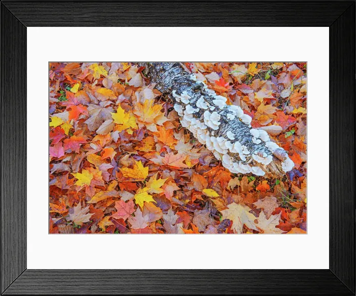 Framed Print : sugar maple leaves (Acer saccharum) and log covered with bracket fungi in autumn, Fairbank Provincial Park, Ontario, Canada Framed Print : sugar maple leaves (Acer saccharum) and log covered with bracket fungi in autumn, Fairbank Provincial Park, Ontario, Canada