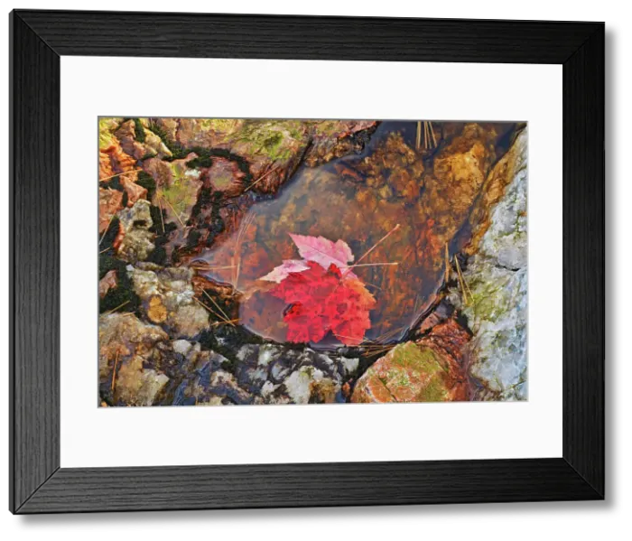 Framed Print : Red maple leaves (Acer rubrum) at Hatchery Falls in autumn, Near Rosseau, Ontario, Canada Framed Print : Red maple leaves (Acer rubrum) at Hatchery Falls in autumn, Near Rosseau, Ontario, Canada