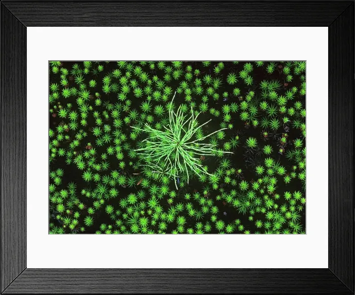 Framed Print : Horsetail and moss, Sudbury, Ontario, Canada Sudbury, Ontario, Canada
