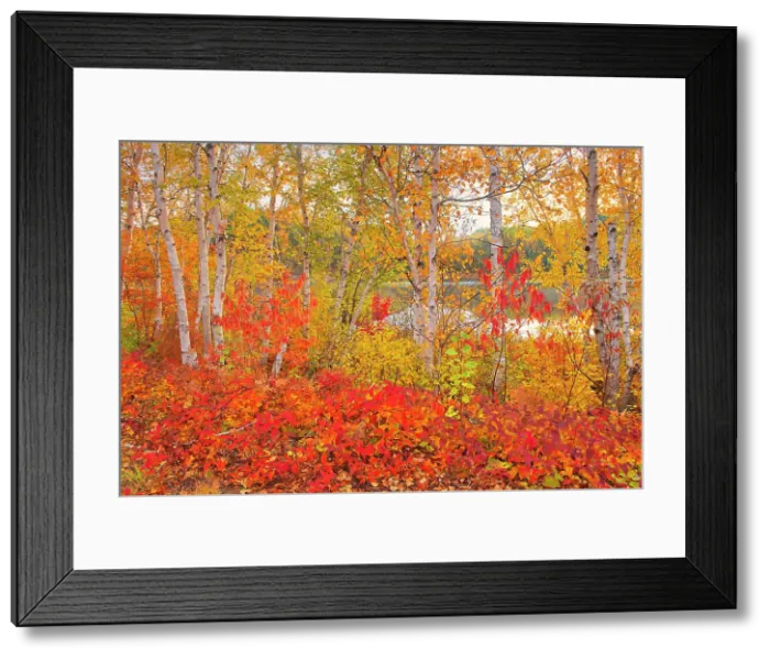 Framed Print : Autumn colors along the Vermilion River in the Sudbury District. The river flows into Lake Huron Whitefish, Ontario, Canada