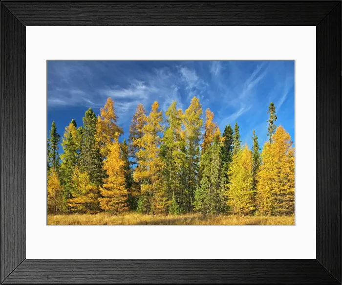 Framed Print : Boreal forest of Black spruce (Picea mariana) and eastern larch / tamarack (Larix laricina) in autumn color Ear Falls, Ontario, Canada Framed Print : Boreal forest of Black spruce (Picea mariana) and eastern larch / tamarack (Larix laricina) in autumn color Ear Falls, Ontario, Canada