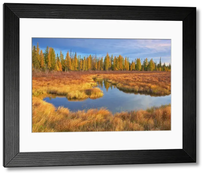 Framed Print : Wetland in autumn Near Wawa, Ontario, Canada Framed Print : Wetland in autumn Near Wawa, Ontario, Canada