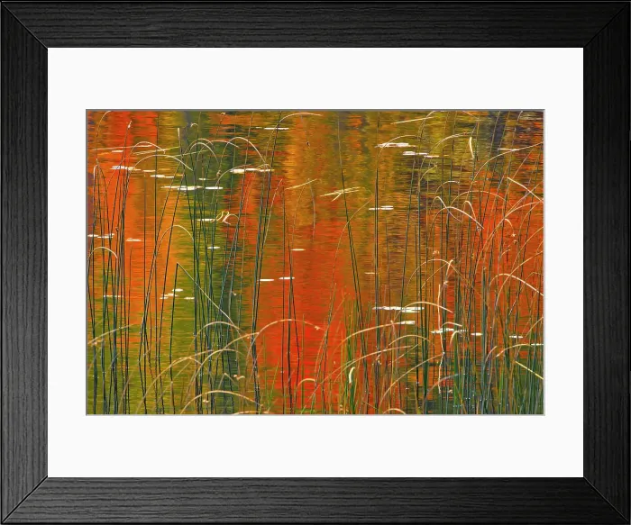 Framed Print : Reeds on Bunny Lake Near Sioux Narrows, Ontario, Canada Framed Print : Reeds on Bunny Lake Near Sioux Narrows, Ontario, Canada