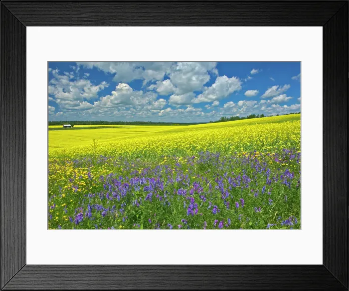 Framed Print : Canola crop and wild vetch flowers in bloom New Liskeard, Ontario, Canada