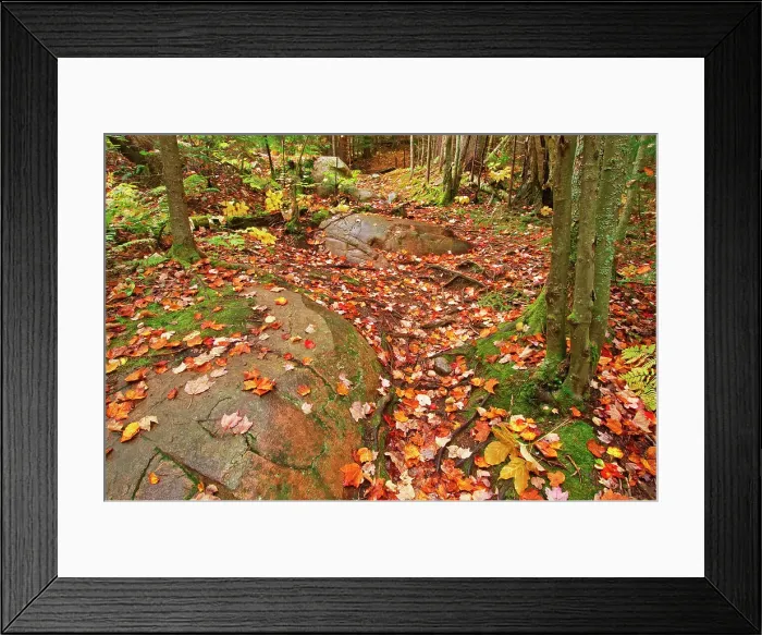 Framed Print : Autumn colors along the Granite Ridge Trail Killarney Provincial Park, Ontario, Canada Framed Print : Autumn colors along the Granite Ridge Trail Killarney Provincial Park, Ontario, Canada