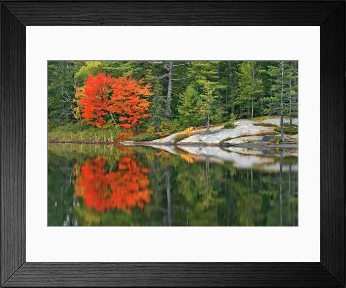 Framed Print : Muskoka (Adirondack) chairs and Red maple tree (Acer rubrum) at Grundy Lake Grundy Lake Provincial Park, Ontario, Canada Framed Print : Muskoka (Adirondack) chairs and Red maple tree (Acer rubrum) at Grundy Lake Grundy Lake Provincial Park, Ontario, Canada