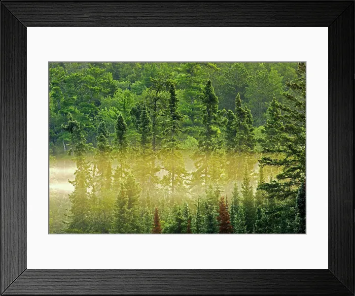 Framed Print : Trees in morning fog Kenora, Ontario, Canada Framed Print : Trees in morning fog Kenora, Ontario, Canada