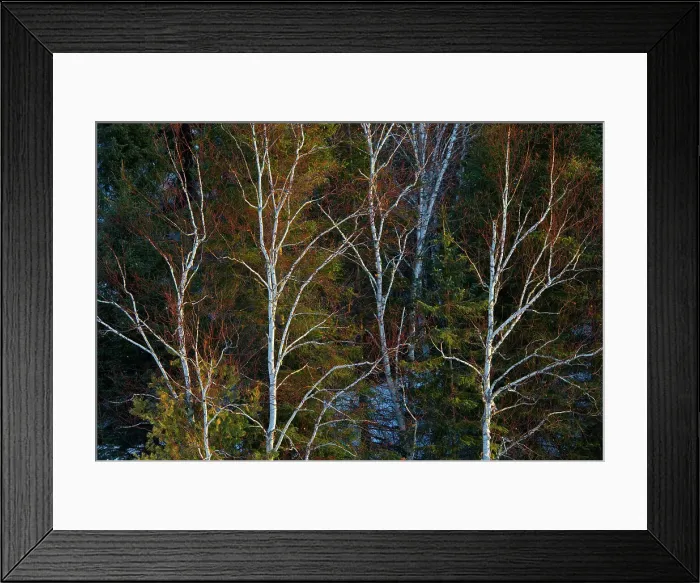 Framed Print : Birch trees and evergreens on shore of the Seine River at sunrise Near Mine Centre, Ontario, Canada Framed Print : Birch trees and evergreens on shore of the Seine River at sunrise Near Mine Centre, Ontario, Canada