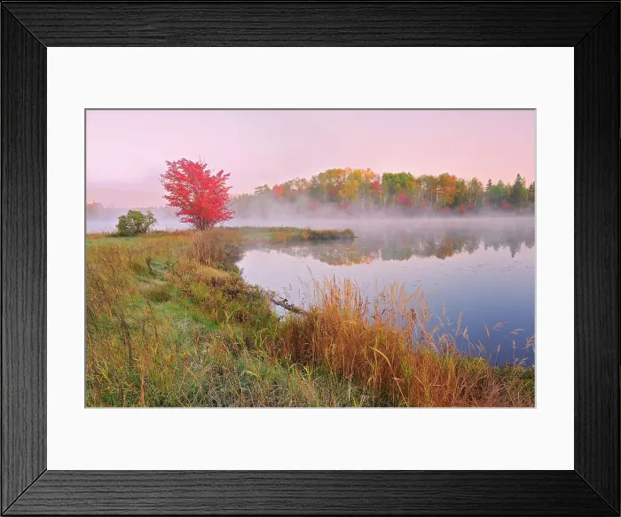 Framed Print : A red maple tree (Acer rubrum) in morning fog on the shore of St. Poithier Lake in autumn color Worthington, Ontario, Canada Framed Print : A red maple tree (Acer rubrum) in morning fog on the shore of St. Poithier Lake in autumn color Worthington, Ontario, Canada
