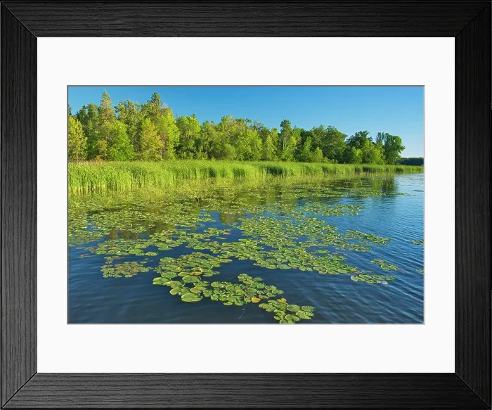 Framed Print : Water lilies on shore of Lake of the Woods Morson, Ontario, Canada