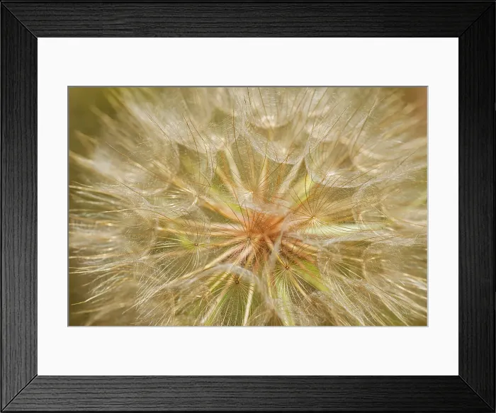 Framed Print : Goat's-beard flower (Tragopogon pratensis) on Gaudry's Road Sioux Narrows, Ontario, Canada Framed Print : Goat's-beard flower (Tragopogon pratensis) on Gaudry's Road Sioux Narrows, Ontario, Canada