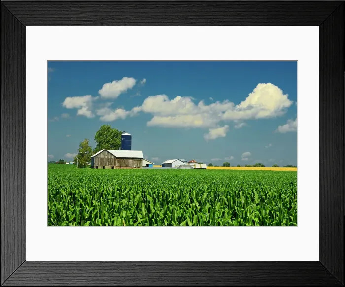 Framed Print : Corn field and old barn Elmvale, Ontario, Canada Framed Print : Corn field and old barn Elmvale, Ontario, Canada