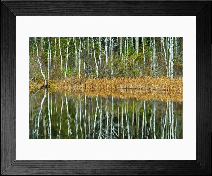 Framed Print : Tree reflection in Long Lake Longlac, Ontario, Canada Framed Print : Tree reflection in Long Lake Longlac, Ontario, Canada