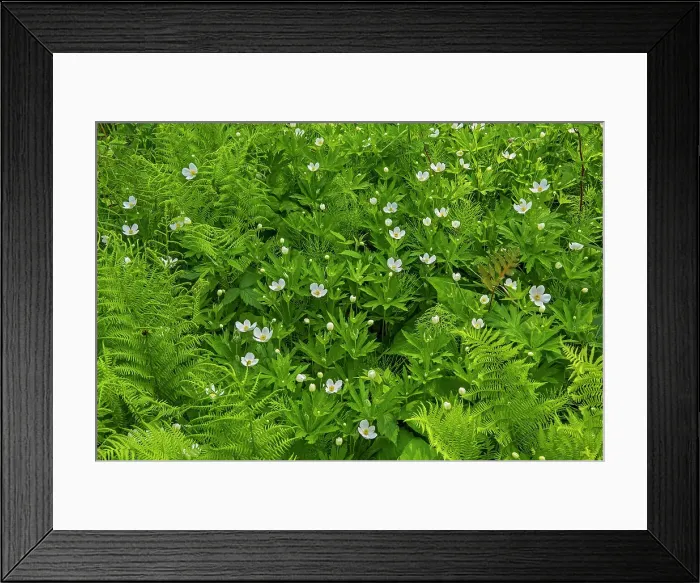 Framed Print : Water Arum (Calla palustris) blossoms growing in marsh on Kendall Inlet Road Kenora, Ontario, Canada