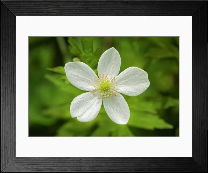 Framed Print : Canada Anemone (Anemone canadensis) blossom at Middle Lake Kenora Canada Kenora Canada Framed Print : Canada Anemone (Anemone canadensis) blossom at Middle Lake Kenora Canada Kenora Canada